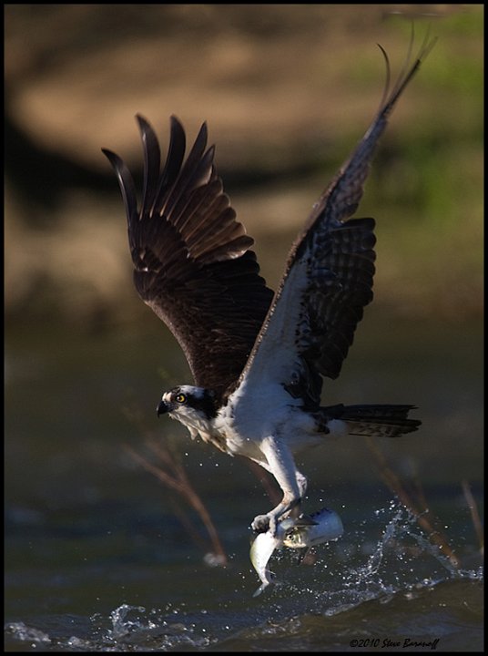 _0SB7623 osprey catching fish.jpg